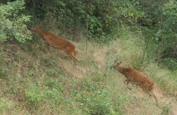 Il Capriolo